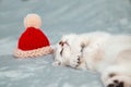 White British kitten is playing on a gray bedspread with a red cap Royalty Free Stock Photo