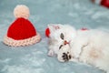 White British kitten is playing on a gray bedspread with a red cap Royalty Free Stock Photo