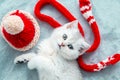 White British kitten is playing on a gray bedspread with a red cap Royalty Free Stock Photo