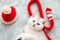 White British kitten is playing on a gray bedspread with a red cap Royalty Free Stock Photo