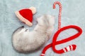 White British kitten is playing on a gray bedspread with a red cap Royalty Free Stock Photo