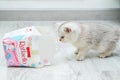 White British kitten plays with empty Raffaello confectionery box