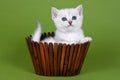 White british kitten sitting in a basket on a green background Royalty Free Stock Photo