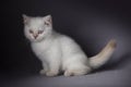 White British shorthair kitten