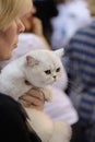 White British shorthair