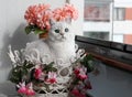 White brittish cat sits in a basket near the window. The cat walks on the balcony.