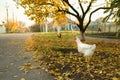 White broiler chicken grazing walking on the grass in the garden Royalty Free Stock Photo