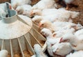 White broiler Chicken at the poultry farm.