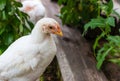 White broiler chickens walk on a farm against the background of green grass Royalty Free Stock Photo