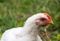 White broiler chickens walk on a farm against the background of green grass Royalty Free Stock Photo