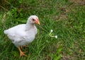 White broiler chickens walk on a farm against the background of green grass Royalty Free Stock Photo