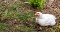 White broiler chickens walk on a farm against the background of green grass Royalty Free Stock Photo