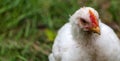 White broiler chickens walk on a farm against the background of green grass Royalty Free Stock Photo