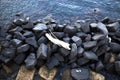 white broken branch over the black sea stones Royalty Free Stock Photo