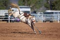 White Bucking Horse At Rodeo