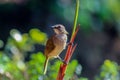 White browed bulbul bird at sinharaja