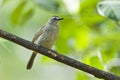 White-browed Bulbul perched on a branch, Sri Lanka