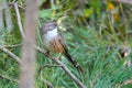 White-browed Bush Dweller