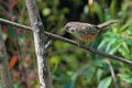 White-browed Bush Dweller