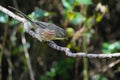 White-browed Bush Dweller