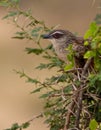 White -browed Coucal