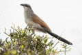 White browed coucal