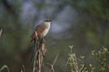 White-browed coucal, Centropus superciliosus