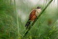 White-browed coucal or lark-heeled cuckoo, bird in family Cuculidae, sitting in branch in wild nature. Big bird coucal in habitat