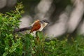 White-browed coucal or lark-heeled cuckoo, bird in family Cuculidae, sitting in branch in wild nature. Big bird coucal in habitat