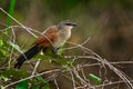 White-browed coucal or lark-heeled cuckoo, bird in family Cuculidae, sitting in branch in wild nature. Big bird coucal in habitat