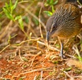 White-browed Coucal looking