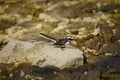 White-browed Fantail Flycatcher, Rhipidura aureola, Panna Tiger Reserve