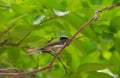 White-browed Fantail Rhipidura aureola perching on the tree branch