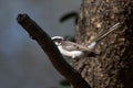 white-browed fantail or Rhipidura aureola at Jhalana Reserve in Rajasthan India