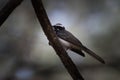 white-browed fantail or Rhipidura aureola at Jhalana Reserve in Rajasthan India Royalty Free Stock Photo