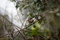 White Browed Fulvetta Royalty Free Stock Photo