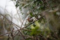 White Browed Fulvetta Royalty Free Stock Photo