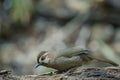 White-browed Laughingthrush bird Garrulax sannio