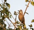 A white-browed laughingthrush perched on a tree Royalty Free Stock Photo