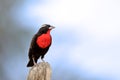 White-browed Meadowlark (Sturnella superciliaris) perched on a fence post