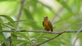 White-browed Piculet birds in Thailand and Southeast-Asia.