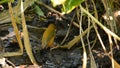 White-browed Piculet birds in Thailand and Southeast-Asia.