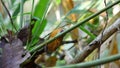 White-browed piculet hunting food