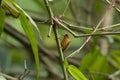 White Browed Piculet, Sasia ochracea at Garbhanga Forest Reserve