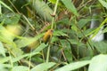 White browed piculet or Sasia ochracea, Garbhanga Forest Reserve