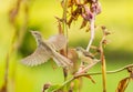 White-browed Prinia start to fly with her baby in background Royalty Free Stock Photo