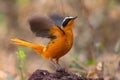 White-browed Robin-chat - Cossypha heuglini Royalty Free Stock Photo