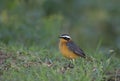 White Browed Robin Chat, Cossypha heuglini, Masai Mara, Africa Royalty Free Stock Photo