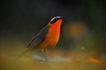 White-browed Robin-Chat, Cossypha heuglini, sitting on the stone in the nature habitat. Orange robin from the Botswana. Beautiful Royalty Free Stock Photo