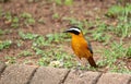 White-browed robin-chat isolated